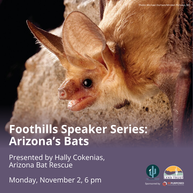 Foothills Speaker Series Presents: Arizona’s Bats