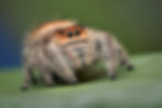 Jumping Spider, credit Bruce Taubert
