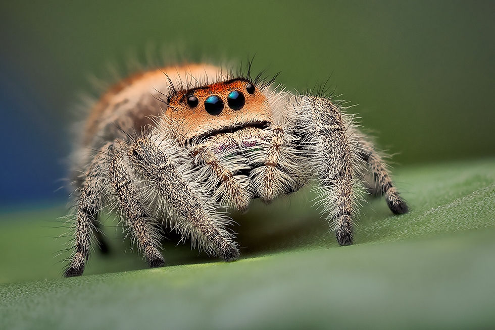 Jumping Spider, credit Bruce Taubert