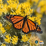 FSS 26.02.03 Pollinators SS (2).png