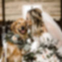 46-dogs-of-honor-that-did-a-very-good-job-46.jpg