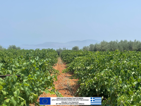 Ανακαλύψτε τον αυθεντικό ελληνικό Ροδίτη
