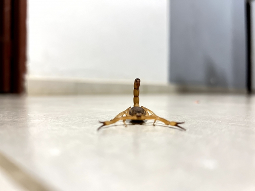 A Prefeitura de Brasilândia, por meio da Secretaria Municipal de Saúde e do Núcleo de Endemias, divulgou nesta semana um alerta importante sobre o aumento de acidentes com escorpiões no município. De janeiro a agosto de 2025, já foram registrados 146 ataques, conforme dados do coordenador do Núcleo de Endemias, Carlos Rodrigues.