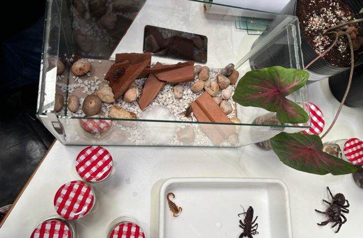 Os escorpiões continuam sendo a principal causa dos acidentes com animais peçonhentos em Mato Grosso do Sul, liderando as notificações registradas entre 2023 e 2024, mesmo em meses fora da temporada de maior calor e chuvas.