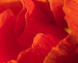 RedFlowerAbstract copy