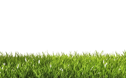 grass strip: Green grass lawn background for pet waste removal service