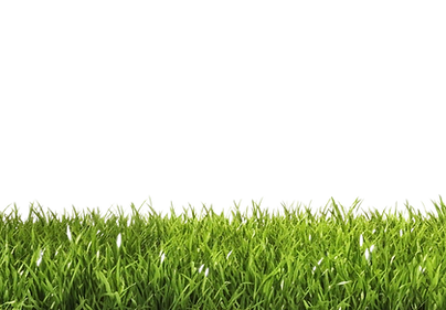 grass strip: Green grass lawn background for pet waste removal service