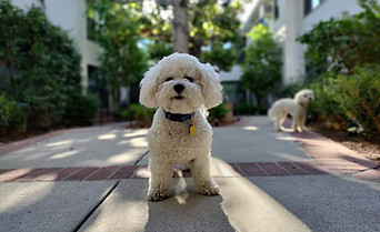 A white puppy sitting in a courtyard