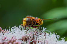 Clubabend am 01. September 2025