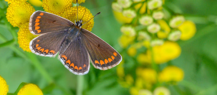 Clubabend am 29. Juli 2024