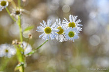 Clubabend am 17. November 2025