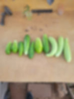 July 17th 2026 Assorted Cucumber Harvest