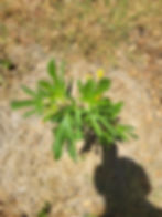 July 15th 2026 Fig Tree 02