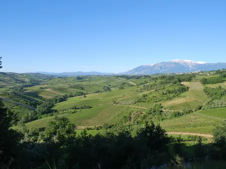 Wine region in a nutshell: Puglia
