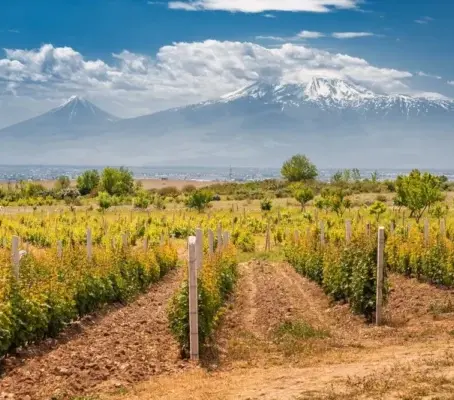 Uitzicht op wijngaarden onder de berg Ararat