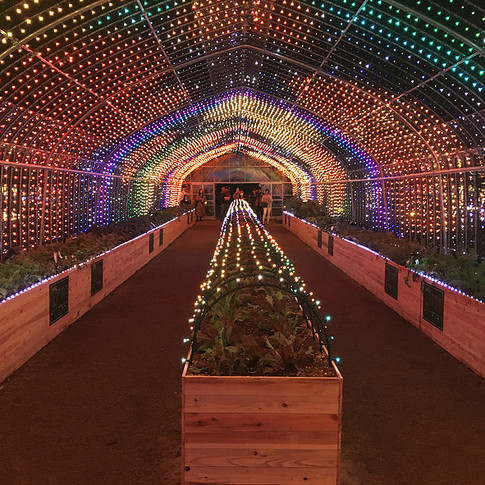 ビニールハウス内の様子