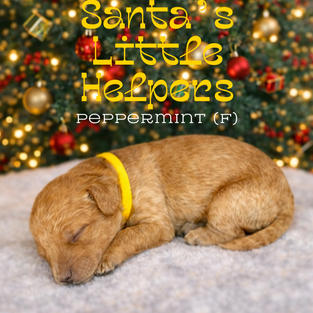 Goldendoodles for sale near me, Goldendoodles for sale near Texas, Goldendoodles for sale, Goldendoodles for sale in Houston Texas, Mini Goldendoodles for sale in Houston, Mini Goldendoodles for sale in Austin Texas, Mini Goldendoodles for sale in Dallas Texas, Mini F1b Goldendoodles for sale near me, Mini F1b Goldendoodles for sale in. Austin Texas, Standard Goldendoodles for sale in Houston, Standard Goldendoodles for sale in Austin Texas, Red Goldendoodles for sale near me, Parti Goldendoodles for sale near me, Parti Goldendoodles for sale in Texas, Tuxedo Goldendoodles for sale in Texas, Goldendoodles, brown goldendoodles for sale near me, Golden goldendoodles for sale near me, F1bb Goldendoodles for sale in Houston Texas, F1bb mini goldendoodles for sale in Houston Texas. Mini F1bb Goldendoodles for sale in Austin Texas, Cute Goldendoodle puppies for sale near me, Goldendoodle puppies for sale in Houston Texas, Mini Goldendoodle puppies for sale in Austin Texas, Goldendoodle for sale, Golden doodle for sale near me, Goldendoodles for sale near me, Goldendoodle puppies near me, Goldendoodle puppy near me, Goldendoodle red puppy for sale near me,Goldendoodles for sale in Houston Texas, Goldendoodles for sale in Austin Texas, Goldendoodle puppies for sale, Golden doodle puppies for sale near me, Doodle puppies for sale near me, Red Goldendoodles for sale near me, Red Goldendoodles for sale in Louisiana, F1b Goldendoodles for sale, F1bb goldendoodles for sale near me, Mini goldendoodles for sale near me, Medium goldendoodles for sale Houston Texas, Medium goldendoodles for sale in Katy texas, mini goldendoodles for sale in Texas, Medium goldendoodles for sale in Pearland, Mini goldendoodles for sale in Katy Texas, Mini Goldendoodles for sale in Pearland Texas, Goldendoodles for sale in Omaha Nebraska, Mini Goldendoodles for sale in Lincoln Nebraska