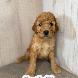Goldendoodles for sale, Goldendoodle puppies for sale in Austin Texas, Goldendoodle puppies for sale in Dallas Texas,
Goldendoodle puppies for sale in Houston Texas, F1b goldendoodle puppies for sale in Houston Texas, F1bb Goldendoodle puppies for sale in Houston Texas, Mini Goldendooodles for sale in Houston Texas, Mini Goldendoodles for sale in Austin Texas, Mini Goldendoodles for sale in Dallas Texas, F1bb Goldendoodles for sale in Dallas, F1bb Goldendoodles for sale in Austin Texas, Red Goldendoodles for sale in Houston, Red Goldendoodles for sale in Dallas, Red Goldendoodles for sale in Austin Texas, Brown Goldendoodles for sale in Austin Texas, Brown Goldendoodle puppies for sale in Dallas, Brown Goldendoodles for sale in Houston Texas, Red poodles for sale in Dallas Texas, Red Poodles for sale near me, Red poodles for sale in Houston Texas, Red poodles for sale in Houston Texas, Golden retriever for sale near me, Poodle mixes for sale near me, Small Goldendoodles for sale near me, Goldendoodle puppies for adoption near me, Goldendoodles for adoption in Houston Texas, puppies for sale near me, Hypoallergenic puppies for sale in Houston, Hypoallergenic puppies for sale in Austin Texas, Non shedding puppies for sale in Austin Texas, Non shedding puppies for sale in Houston Texas, Golden doodles for sale near me, Golden doodles for sale in Houston Texas, Goldendoodle pups near me, Goldendoodle breeders in Texas, Best Goldendoodle breeder in Texas, Goldendoodles for sale in Louisiana, Tuxedo Goldendoodles for sale, Parti Goldendoodles for sale, Goldendoodles for sale in Texas, Red Goldendoodles for sale in Texas, Green eye Goldendoodle puppies for sale in Texas, Good Goldendoodle breeders near me, Goldendoodle groomers near me, Best Goldendoodle groomer in Houston, Best poodle groomer in Houston Texas, Groomers in Houston, Best Houston groomers, Goldendoodle daycares near me, , Best Goldendoodle breeders, F1b or F1bb Goldendoodle, Red Goldendoodle puppies, brown Goldendoodle puppies,