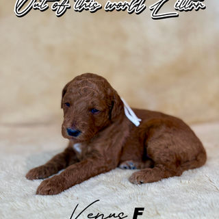 Goldendoodles for sale, Goldendoodle puppies for sale in Austin Texas, Goldendoodle puppies for sale in Dallas Texas,
Goldendoodle puppies for sale in Houston Texas, F1b goldendoodle puppies for sale in Houston Texas, F1bb Goldendoodle puppies for sale in Houston Texas, Mini Goldendooodles for sale in Houston Texas, Mini Goldendoodles for sale in Austin Texas, Mini Goldendoodles for sale in Dallas Texas, F1bb Goldendoodles for sale in Dallas, F1bb Goldendoodles for sale in Austin Texas, Red Goldendoodles for sale in Houston, Red Goldendoodles for sale in Dallas, Red Goldendoodles for sale in Austin Texas, Brown Goldendoodles for sale in Austin Texas, Brown Goldendoodle puppies for sale in Dallas, Brown Goldendoodles for sale in Houston Texas, Red poodles for sale in Dallas Texas, Red Poodles for sale near me, Red poodles for sale in Houston Texas, Red poodles for sale in Houston Texas, Golden retriever for sale near me, Poodle mixes for sale near me, Small Goldendoodles for sale near me, Goldendoodle puppies for adoption near me, Goldendoodles for adoption in Houston Texas, puppies for sale near me, Hypoallergenic puppies for sale in Houston, Hypoallergenic puppies for sale in Austin Texas, Non shedding puppies for sale in Austin Texas, Non shedding puppies for sale in Houston Texas, Golden doodles for sale near me, Golden doodles for sale in Houston Texas, Goldendoodle pups near me, Goldendoodle breeders in Texas, Best Goldendoodle breeder in Texas, Goldendoodles for sale in Louisiana, Tuxedo Goldendoodles for sale, Parti Goldendoodles for sale, Goldendoodles for sale in Texas, Red Goldendoodles for sale in Texas, Green eye Goldendoodle puppies for sale in Texas, Good Goldendoodle breeders near me, Goldendoodle groomers near me, Best Goldendoodle groomer in Houston, Best poodle groomer in Houston Texas, Groomers in Houston, Best Houston groomers, Goldendoodle daycares near me, , Best Goldendoodle breeders, F1b or F1bb Goldendoodle, Red Goldendoodle puppies, brown Goldendoodle puppies,