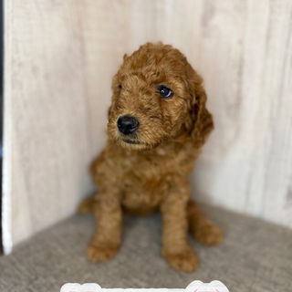 Goldendoodles for sale, Goldendoodle puppies for sale in Austin Texas, Goldendoodle puppies for sale in Dallas Texas,
Goldendoodle puppies for sale in Houston Texas, F1b goldendoodle puppies for sale in Houston Texas, F1bb Goldendoodle puppies for sale in Houston Texas, Mini Goldendooodles for sale in Houston Texas, Mini Goldendoodles for sale in Austin Texas, Mini Goldendoodles for sale in Dallas Texas, F1bb Goldendoodles for sale in Dallas, F1bb Goldendoodles for sale in Austin Texas, Red Goldendoodles for sale in Houston, Red Goldendoodles for sale in Dallas, Red Goldendoodles for sale in Austin Texas, Brown Goldendoodles for sale in Austin Texas, Brown Goldendoodle puppies for sale in Dallas, Brown Goldendoodles for sale in Houston Texas, Red poodles for sale in Dallas Texas, Red Poodles for sale near me, Red poodles for sale in Houston Texas, Red poodles for sale in Houston Texas, Golden retriever for sale near me, Poodle mixes for sale near me, Small Goldendoodles for sale near me, Goldendoodle puppies for adoption near me, Goldendoodles for adoption in Houston Texas, puppies for sale near me, Hypoallergenic puppies for sale in Houston, Hypoallergenic puppies for sale in Austin Texas, Non shedding puppies for sale in Austin Texas, Non shedding puppies for sale in Houston Texas, Golden doodles for sale near me, Golden doodles for sale in Houston Texas, Goldendoodle pups near me, Goldendoodle breeders in Texas, Best Goldendoodle breeder in Texas, Goldendoodles for sale in Louisiana, Tuxedo Goldendoodles for sale, Parti Goldendoodles for sale, Goldendoodles for sale in Texas, Red Goldendoodles for sale in Texas, Green eye Goldendoodle puppies for sale in Texas, Good Goldendoodle breeders near me, Goldendoodle groomers near me, Best Goldendoodle groomer in Houston, Best poodle groomer in Houston Texas, Groomers in Houston, Best Houston groomers, Goldendoodle daycares near me, , Best Goldendoodle breeders, F1b or F1bb Goldendoodle, Red Goldendoodle puppies, brown Goldendoodle puppies,