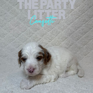 Goldendoodles for sale, Goldendoodle puppies for sale in Austin Texas, Goldendoodle puppies for sale in Dallas Texas,
Goldendoodle puppies for sale in Houston Texas, F1b goldendoodle puppies for sale in Houston Texas, F1bb Goldendoodle puppies for sale in Houston Texas, Mini Goldendooodles for sale in Houston Texas, Mini Goldendoodles for sale in Austin Texas, Mini Goldendoodles for sale in Dallas Texas, F1bb Goldendoodles for sale in Dallas, F1bb Goldendoodles for sale in Austin Texas, Red Goldendoodles for sale in Houston, Red Goldendoodles for sale in Dallas, Red Goldendoodles for sale in Austin Texas, Brown Goldendoodles for sale in Austin Texas, Brown Goldendoodle puppies for sale in Dallas, Brown Goldendoodles for sale in Houston Texas, Red poodles for sale in Dallas Texas, Red Poodles for sale near me, Red poodles for sale in Houston Texas, Red poodles for sale in Houston Texas, Golden retriever for sale near me, Poodle mixes for sale near me, Small Goldendoodles for sale near me, Goldendoodle puppies for adoption near me, Goldendoodles for adoption in Houston Texas, puppies for sale near me, Hypoallergenic puppies for sale in Houston, Hypoallergenic puppies for sale in Austin Texas, Non shedding puppies for sale in Austin Texas, Non shedding puppies for sale in Houston Texas, Golden doodles for sale near me, Golden doodles for sale in Houston Texas, Goldendoodle pups near me, Goldendoodle breeders in Texas, Best Goldendoodle breeder in Texas, Goldendoodles for sale in Louisiana, Tuxedo Goldendoodles for sale, Parti Goldendoodles for sale, Goldendoodles for sale in Texas, Red Goldendoodles for sale in Texas, Green eye Goldendoodle puppies for sale in Texas, Good Goldendoodle breeders near me, Goldendoodle groomers near me, Best Goldendoodle groomer in Houston, Best poodle groomer in Houston Texas, Groomers in Houston, Best Houston groomers, Goldendoodle daycares near me, , Best Goldendoodle breeders, F1b or F1bb Goldendoodle, Red Goldendoodle puppies, brown Goldendoodle puppies, red puppies for sale, Goldendoodle groomers, Poodle groomers near me, puppies for sale near me, goldendoodles for sale near me in texas, goldendoodles for sale in north texas, Goldendoodles for sale in Louisiana, Medium Goldendoodles for sale in Houston, Medium Goldendoodles for sale in el paso, Medium Goldendoodles for sale in Austin Texas, Medium Goldendoodles for sale in Texas, Medium Goldendoodles for sale in Nebraska, Medium Goldendoodles for sale in Nashville, Medium Goldendoodles for sale in west Texas, Goldendoodles for sale in Pearland, Goldendoodles for sale in Katy texas, Goldendoodles for sale in Texas