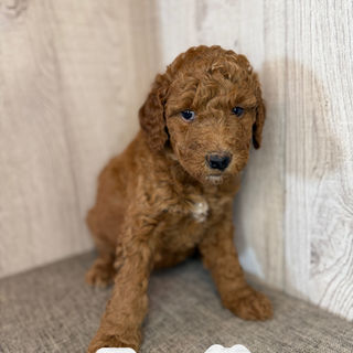 Goldendoodles for sale, Goldendoodle puppies for sale in Austin Texas, Goldendoodle puppies for sale in Dallas Texas,
Goldendoodle puppies for sale in Houston Texas, F1b goldendoodle puppies for sale in Houston Texas, F1bb Goldendoodle puppies for sale in Houston Texas, Mini Goldendooodles for sale in Houston Texas, Mini Goldendoodles for sale in Austin Texas, Mini Goldendoodles for sale in Dallas Texas, F1bb Goldendoodles for sale in Dallas, F1bb Goldendoodles for sale in Austin Texas, Red Goldendoodles for sale in Houston, Red Goldendoodles for sale in Dallas, Red Goldendoodles for sale in Austin Texas, Brown Goldendoodles for sale in Austin Texas, Brown Goldendoodle puppies for sale in Dallas, Brown Goldendoodles for sale in Houston Texas, Red poodles for sale in Dallas Texas, Red Poodles for sale near me, Red poodles for sale in Houston Texas, Red poodles for sale in Houston Texas, Golden retriever for sale near me, Poodle mixes for sale near me, Small Goldendoodles for sale near me, Goldendoodle puppies for adoption near me, Goldendoodles for adoption in Houston Texas, puppies for sale near me, Hypoallergenic puppies for sale in Houston, Hypoallergenic puppies for sale in Austin Texas, Non shedding puppies for sale in Austin Texas, Non shedding puppies for sale in Houston Texas, Golden doodles for sale near me, Golden doodles for sale in Houston Texas, Goldendoodle pups near me, Goldendoodle breeders in Texas, Best Goldendoodle breeder in Texas, Goldendoodles for sale in Louisiana, Tuxedo Goldendoodles for sale, Parti Goldendoodles for sale, Goldendoodles for sale in Texas, Red Goldendoodles for sale in Texas, Green eye Goldendoodle puppies for sale in Texas, Good Goldendoodle breeders near me, Goldendoodle groomers near me, Best Goldendoodle groomer in Houston, Best poodle groomer in Houston Texas, Groomers in Houston, Best Houston groomers, Goldendoodle daycares near me, , Best Goldendoodle breeders, F1b or F1bb Goldendoodle, Red Goldendoodle puppies, brown Goldendoodle puppies,