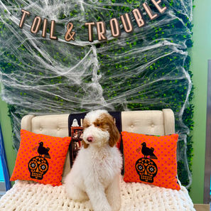 Goldendoodles for sale, Goldendoodle puppies for sale in Austin Texas, Goldendoodle puppies for sale in Dallas Texas,
Goldendoodle puppies for sale in Houston Texas, F1b goldendoodle puppies for sale in Houston Texas, F1bb Goldendoodle puppies for sale in Houston Texas, Mini Goldendooodles for sale in Houston Texas, Mini Goldendoodles for sale in Austin Texas, Mini Goldendoodles for sale in Dallas Texas, F1bb Goldendoodles for sale in Dallas, F1bb Goldendoodles for sale in Austin Texas, Red Goldendoodles for sale in Houston, Red Goldendoodles for sale in Dallas, Red Goldendoodles for sale in Austin Texas, Brown Goldendoodles for sale in Austin Texas, Brown Goldendoodle puppies for sale in Dallas, Brown Goldendoodles for sale in Houston Texas, Red poodles for sale in Dallas Texas, Red Poodles for sale near me, Red poodles for sale in Houston Texas, Red poodles for sale in Houston Texas, Golden retriever for sale near me, Poodle mixes for sale near me, Small Goldendoodles for sale near me, Goldendoodle puppies for adoption near me, Goldendoodles for adoption in Houston Texas, puppies for sale near me, Hypoallergenic puppies for sale in Houston, Hypoallergenic puppies for sale in Austin Texas, Non shedding puppies for sale in Austin Texas, Non shedding puppies for sale in Houston Texas, Golden doodles for sale near me, Golden doodles for sale in Houston Texas, Goldendoodle pups near me, Goldendoodle breeders in Texas, Best Goldendoodle breeder in Texas, Goldendoodles for sale in Louisiana, Tuxedo Goldendoodles for sale, Parti Goldendoodles for sale, Goldendoodles for sale in Texas, Red Goldendoodles for sale in Texas, Green eye Goldendoodle puppies for sale in Texas, Good Goldendoodle breeders near me, Goldendoodle groomers near me, Best Goldendoodle groomer in Houston, Best poodle groomer in Houston Texas, Groomers in Houston, Best Houston groomers, Goldendoodle daycares near me, , Best Goldendoodle breeders, F1b or F1bb Goldendoodle, Red Goldendoodle puppies, brown Goldendoodle puppies, red puppies for sale, Goldendoodle groomers, Poodle groomers near me, puppies for sale near me, goldendoodles for sale near me in texas, goldendoodles for sale in north texas, Goldendoodles for sale in Louisiana, Medium Goldendoodles for sale in Houston, Medium Goldendoodles for sale in el paso, Medium Goldendoodles for sale in Austin Texas, Medium Goldendoodles for sale in Texas, Medium Goldendoodles for sale in Nebraska, Medium Goldendoodles for sale in Nashville, Medium Goldendoodles for sale in west Texas