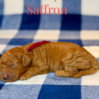 Goldendoodles for sale, Goldendoodle puppies for sale, Goldendoodle for sale, Goldendoodle pups near me, Goldendoodles for sale near me, Goldendoodles for sale in Texas, Goldendoodles for sale in North Texas, Goldendoodles for sale in Louisiana, Goldendoodles for sale in West Texas, Goldendoodles for sale in Pearland, Goldendoodles for sale in Katy Texas, Puppies for sale near me, Goldendoodle puppies for adoption near me, Goldendoodles for adoption in Houston Texas, Goldendoodle puppies for sale in Houston Texas, Goldendoodles for sale in Houston Texas, F1B Goldendoodle puppies for sale in Houston Texas, F1BB Goldendoodle puppies for sale in Houston Texas, Mini Goldendoodles for sale in Houston Texas, Medium Goldendoodles for sale in Houston Texas, Red Goldendoodles for sale in Houston Texas, Brown Goldendoodles for sale in Houston Texas, Golden Doodles for sale in Houston Texas, Goldendoodle puppies for sale in Austin Texas, Goldendoodles for sale in Austin Texas, Mini Goldendoodles for sale in Austin Texas, Medium Goldendoodles for sale in Austin Texas, Red Goldendoodles for sale in Austin Texas, Brown Goldendoodles for sale in Austin Texas, Golden Doodles for sale in Austin Texas, Goldendoodle puppies for sale in Dallas Texas, Goldendoodles for sale in Dallas Texas, Mini Goldendoodles for sale in Dallas Texas, Red Goldendoodles for sale in Dallas Texas, Brown Goldendoodle puppies for sale in Dallas Texas, F1BB Goldendoodles for sale in Dallas Texas, Medium Goldendoodles for sale in El Paso Texas, Medium Goldendoodles for sale in West Texas, Medium Goldendoodles for sale in Texas, Goldendoodles for sale in Pearland Texas, Goldendoodles for sale in Katy Texas, Medium Goldendoodles for sale in Nebraska, Medium Goldendoodles for sale in Nashville, Mini Goldendoodles for sale, Mini Goldendoodles for sale near me, Small Goldendoodles for sale near me, Medium Goldendoodles for sale, Petite Goldendoodles for sale, Standard Goldendoodles for sale, F1B Goldendoodle puppies for sale, F1BB Goldendoodle puppies for sale, F1B Goldendoodles for sale, F1BB Goldendoodles for sale, F1B vs F1BB Goldendoodle, F1B or F1BB Goldendoodle, Red Goldendoodle puppies, Red Goldendoodles for sale, Red Goldendoodles for sale in Texas, Red Goldendoodles for sale in Houston Texas, Red Goldendoodles for sale in Dallas Texas, Red Goldendoodles for sale in Austin Texas, Brown Goldendoodle puppies, Brown Goldendoodles for sale, Brown Goldendoodles for sale in Houston Texas, Brown Goldendoodles for sale in Austin Texas, Brown Goldendoodle puppies for sale in Dallas Texas, Tuxedo Goldendoodles for sale, Parti Goldendoodles for sale, Green-eyed Goldendoodle puppies, Goldendoodle breeders, Goldendoodle breeders near me, Goldendoodle breeders in Texas, Best Goldendoodle breeders, Best Goldendoodle breeder in Texas, Good Goldendoodle breeders near me, Goldendoodle studs, Goldendoodle studs near me, Goldendoodle studs in Texas, Goldendoodle studs in Austin Texas, Goldendoodle studs in Dallas Texas, Goldendoodle studs in Waco Texas, Goldendoodle studs in Arizona, Goldendoodle studs in Florida, Goldendoodle studs in New Mexico, Goldendoodle studs in Nebraska, Goldendoodle studs in California, Goldendoodle studs in New York, Mini Goldendoodle studs, Mini Goldendoodle studs in Texas, Medium Goldendoodle studs, Standard Goldendoodle studs, Petite Goldendoodle studs, Tuxedo Goldendoodle studs, Parti Goldendoodle studs, Goldendoodle studs with OFA, Goldendoodle studs with OFA and Embark, Embarked Goldendoodle studs, Embarked Goldendoodle studs in Texas, Health-tested Goldendoodle studs, Goldendoodle sires, The best Goldendoodle studs, Breed my female Goldendoodle, Red Poodles for sale, Red Poodles for sale near me, Red Poodles for sale in Houston Texas, Red Poodles for sale in Dallas Texas, Poodle mixes for sale near me, Poodle groomers near me, Best Poodle groomer in Houston Texas, Hypoallergenic puppies for sale, Hypoallergenic puppies for sale in Houston Texas, Hypoallergenic puppies for sale in Austin Texas, Non-shedding puppies for sale, Non-shedding puppies for sale in Austin Texas, Non-shedding puppies for sale in Houston Texas, Goldendoodle groomers, Goldendoodle groomers near me, Best Goldendoodle groomer in Houston, Best Goldendoodle groomer in Houston Texas, Groomers in Houston, Best Houston groomers, Goldendoodle daycares near me, Golden Retriever for sale near me, Red puppies for sale, Golden Doodles for sale, Golden Doodles for sale near me, Golden Doodle puppies for sale