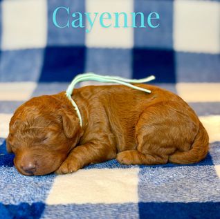 Goldendoodles for sale, Goldendoodle puppies for sale, Goldendoodle for sale, Goldendoodle pups near me, Goldendoodles for sale near me, Goldendoodles for sale in Texas, Goldendoodles for sale in North Texas, Goldendoodles for sale in Louisiana, Goldendoodles for sale in West Texas, Goldendoodles for sale in Pearland, Goldendoodles for sale in Katy Texas, Puppies for sale near me, Goldendoodle puppies for adoption near me, Goldendoodles for adoption in Houston Texas, Goldendoodle puppies for sale in Houston Texas, Goldendoodles for sale in Houston Texas, F1B Goldendoodle puppies for sale in Houston Texas, F1BB Goldendoodle puppies for sale in Houston Texas, Mini Goldendoodles for sale in Houston Texas, Medium Goldendoodles for sale in Houston Texas, Red Goldendoodles for sale in Houston Texas, Brown Goldendoodles for sale in Houston Texas, Golden Doodles for sale in Houston Texas, Goldendoodle puppies for sale in Austin Texas, Goldendoodles for sale in Austin Texas, Mini Goldendoodles for sale in Austin Texas, Medium Goldendoodles for sale in Austin Texas, Red Goldendoodles for sale in Austin Texas, Brown Goldendoodles for sale in Austin Texas, Golden Doodles for sale in Austin Texas, Goldendoodle puppies for sale in Dallas Texas, Goldendoodles for sale in Dallas Texas, Mini Goldendoodles for sale in Dallas Texas, Red Goldendoodles for sale in Dallas Texas, Brown Goldendoodle puppies for sale in Dallas Texas, F1BB Goldendoodles for sale in Dallas Texas, Medium Goldendoodles for sale in El Paso Texas, Medium Goldendoodles for sale in West Texas, Medium Goldendoodles for sale in Texas, Goldendoodles for sale in Pearland Texas, Goldendoodles for sale in Katy Texas, Medium Goldendoodles for sale in Nebraska, Medium Goldendoodles for sale in Nashville, Mini Goldendoodles for sale, Mini Goldendoodles for sale near me, Small Goldendoodles for sale near me, Medium Goldendoodles for sale, Petite Goldendoodles for sale, Standard Goldendoodles for sale, F1B Goldendoodle puppies for sale, F1BB Goldendoodle puppies for sale, F1B Goldendoodles for sale, F1BB Goldendoodles for sale, F1B vs F1BB Goldendoodle, F1B or F1BB Goldendoodle, Red Goldendoodle puppies, Red Goldendoodles for sale, Red Goldendoodles for sale in Texas, Red Goldendoodles for sale in Houston Texas, Red Goldendoodles for sale in Dallas Texas, Red Goldendoodles for sale in Austin Texas, Brown Goldendoodle puppies, Brown Goldendoodles for sale, Brown Goldendoodles for sale in Houston Texas, Brown Goldendoodles for sale in Austin Texas, Brown Goldendoodle puppies for sale in Dallas Texas, Tuxedo Goldendoodles for sale, Parti Goldendoodles for sale, Green-eyed Goldendoodle puppies, Goldendoodle breeders, Goldendoodle breeders near me, Goldendoodle breeders in Texas, Best Goldendoodle breeders, Best Goldendoodle breeder in Texas, Good Goldendoodle breeders near me, Goldendoodle studs, Goldendoodle studs near me, Goldendoodle studs in Texas, Goldendoodle studs in Austin Texas, Goldendoodle studs in Dallas Texas, Goldendoodle studs in Waco Texas, Goldendoodle studs in Arizona, Goldendoodle studs in Florida, Goldendoodle studs in New Mexico, Goldendoodle studs in Nebraska, Goldendoodle studs in California, Goldendoodle studs in New York, Mini Goldendoodle studs, Mini Goldendoodle studs in Texas, Medium Goldendoodle studs, Standard Goldendoodle studs, Petite Goldendoodle studs, Tuxedo Goldendoodle studs, Parti Goldendoodle studs, Goldendoodle studs with OFA, Goldendoodle studs with OFA and Embark, Embarked Goldendoodle studs, Embarked Goldendoodle studs in Texas, Health-tested Goldendoodle studs, Goldendoodle sires, The best Goldendoodle studs, Breed my female Goldendoodle, Red Poodles for sale, Red Poodles for sale near me, Red Poodles for sale in Houston Texas, Red Poodles for sale in Dallas Texas, Poodle mixes for sale near me, Poodle groomers near me, Best Poodle groomer in Houston Texas, Hypoallergenic puppies for sale, Hypoallergenic puppies for sale in Houston Texas, Hypoallergenic puppies for sale in Austin Texas, Non-shedding puppies for sale, Non-shedding puppies for sale in Austin Texas, Non-shedding puppies for sale in Houston Texas, Goldendoodle groomers, Goldendoodle groomers near me, Best Goldendoodle groomer in Houston, Best Goldendoodle groomer in Houston Texas, Groomers in Houston, Best Houston groomers, Goldendoodle daycares near me, Golden Retriever for sale near me, Red puppies for sale, Golden Doodles for sale, Golden Doodles for sale near me, Golden Doodle puppies for sale