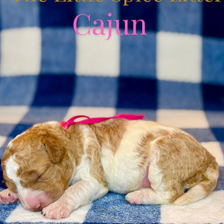 Goldendoodles for sale, Goldendoodle puppies for sale, Goldendoodle for sale, Goldendoodle pups near me, Goldendoodles for sale near me, Goldendoodles for sale in Texas, Goldendoodles for sale in North Texas, Goldendoodles for sale in Louisiana, Goldendoodles for sale in West Texas, Goldendoodles for sale in Pearland, Goldendoodles for sale in Katy Texas, Puppies for sale near me, Goldendoodle puppies for adoption near me, Goldendoodles for adoption in Houston Texas, Goldendoodle puppies for sale in Houston Texas, Goldendoodles for sale in Houston Texas, F1B Goldendoodle puppies for sale in Houston Texas, F1BB Goldendoodle puppies for sale in Houston Texas, Mini Goldendoodles for sale in Houston Texas, Medium Goldendoodles for sale in Houston Texas, Red Goldendoodles for sale in Houston Texas, Brown Goldendoodles for sale in Houston Texas, Golden Doodles for sale in Houston Texas, Goldendoodle puppies for sale in Austin Texas, Goldendoodles for sale in Austin Texas, Mini Goldendoodles for sale in Austin Texas, Medium Goldendoodles for sale in Austin Texas, Red Goldendoodles for sale in Austin Texas, Brown Goldendoodles for sale in Austin Texas, Golden Doodles for sale in Austin Texas, Goldendoodle puppies for sale in Dallas Texas, Goldendoodles for sale in Dallas Texas, Mini Goldendoodles for sale in Dallas Texas, Red Goldendoodles for sale in Dallas Texas, Brown Goldendoodle puppies for sale in Dallas Texas, F1BB Goldendoodles for sale in Dallas Texas, Medium Goldendoodles for sale in El Paso Texas, Medium Goldendoodles for sale in West Texas, Medium Goldendoodles for sale in Texas, Goldendoodles for sale in Pearland Texas, Goldendoodles for sale in Katy Texas, Medium Goldendoodles for sale in Nebraska, Medium Goldendoodles for sale in Nashville, Mini Goldendoodles for sale, Mini Goldendoodles for sale near me, Small Goldendoodles for sale near me, Medium Goldendoodles for sale, Petite Goldendoodles for sale, Standard Goldendoodles for sale, F1B Goldendoodle puppies for sale, F1BB Goldendoodle puppies for sale, F1B Goldendoodles for sale, F1BB Goldendoodles for sale, F1B vs F1BB Goldendoodle, F1B or F1BB Goldendoodle, Red Goldendoodle puppies, Red Goldendoodles for sale, Red Goldendoodles for sale in Texas, Red Goldendoodles for sale in Houston Texas, Red Goldendoodles for sale in Dallas Texas, Red Goldendoodles for sale in Austin Texas, Brown Goldendoodle puppies, Brown Goldendoodles for sale, Brown Goldendoodles for sale in Houston Texas, Brown Goldendoodles for sale in Austin Texas, Brown Goldendoodle puppies for sale in Dallas Texas, Tuxedo Goldendoodles for sale, Parti Goldendoodles for sale, Green-eyed Goldendoodle puppies, Goldendoodle breeders, Goldendoodle breeders near me, Goldendoodle breeders in Texas, Best Goldendoodle breeders, Best Goldendoodle breeder in Texas, Good Goldendoodle breeders near me, Goldendoodle studs, Goldendoodle studs near me, Goldendoodle studs in Texas, Goldendoodle studs in Austin Texas, Goldendoodle studs in Dallas Texas, Goldendoodle studs in Waco Texas, Goldendoodle studs in Arizona, Goldendoodle studs in Florida, Goldendoodle studs in New Mexico, Goldendoodle studs in Nebraska, Goldendoodle studs in California, Goldendoodle studs in New York, Mini Goldendoodle studs, Mini Goldendoodle studs in Texas, Medium Goldendoodle studs, Standard Goldendoodle studs, Petite Goldendoodle studs, Tuxedo Goldendoodle studs, Parti Goldendoodle studs, Goldendoodle studs with OFA, Goldendoodle studs with OFA and Embark, Embarked Goldendoodle studs, Embarked Goldendoodle studs in Texas, Health-tested Goldendoodle studs, Goldendoodle sires, The best Goldendoodle studs, Breed my female Goldendoodle, Red Poodles for sale, Red Poodles for sale near me, Red Poodles for sale in Houston Texas, Red Poodles for sale in Dallas Texas, Poodle mixes for sale near me, Poodle groomers near me, Best Poodle groomer in Houston Texas, Hypoallergenic puppies for sale, Hypoallergenic puppies for sale in Houston Texas, Hypoallergenic puppies for sale in Austin Texas, Non-shedding puppies for sale, Non-shedding puppies for sale in Austin Texas, Non-shedding puppies for sale in Houston Texas, Goldendoodle groomers, Goldendoodle groomers near me, Best Goldendoodle groomer in Houston, Best Goldendoodle groomer in Houston Texas, Groomers in Houston, Best Houston groomers, Goldendoodle daycares near me, Golden Retriever for sale near me, Red puppies for sale, Golden Doodles for sale, Golden Doodles for sale near me, Golden Doodle puppies for sale