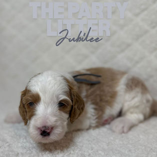 Goldendoodles for sale, Goldendoodle puppies for sale in Austin Texas, Goldendoodle puppies for sale in Dallas Texas,
Goldendoodle puppies for sale in Houston Texas, F1b goldendoodle puppies for sale in Houston Texas, F1bb Goldendoodle puppies for sale in Houston Texas, Mini Goldendooodles for sale in Houston Texas, Mini Goldendoodles for sale in Austin Texas, Mini Goldendoodles for sale in Dallas Texas, F1bb Goldendoodles for sale in Dallas, F1bb Goldendoodles for sale in Austin Texas, Red Goldendoodles for sale in Houston, Red Goldendoodles for sale in Dallas, Red Goldendoodles for sale in Austin Texas, Brown Goldendoodles for sale in Austin Texas, Brown Goldendoodle puppies for sale in Dallas, Brown Goldendoodles for sale in Houston Texas, Red poodles for sale in Dallas Texas, Red Poodles for sale near me, Red poodles for sale in Houston Texas, Red poodles for sale in Houston Texas, Golden retriever for sale near me, Poodle mixes for sale near me, Small Goldendoodles for sale near me, Goldendoodle puppies for adoption near me, Goldendoodles for adoption in Houston Texas, puppies for sale near me, Hypoallergenic puppies for sale in Houston, Hypoallergenic puppies for sale in Austin Texas, Non shedding puppies for sale in Austin Texas, Non shedding puppies for sale in Houston Texas, Golden doodles for sale near me, Golden doodles for sale in Houston Texas, Goldendoodle pups near me, Goldendoodle breeders in Texas, Best Goldendoodle breeder in Texas, Goldendoodles for sale in Louisiana, Tuxedo Goldendoodles for sale, Parti Goldendoodles for sale, Goldendoodles for sale in Texas, Red Goldendoodles for sale in Texas, Green eye Goldendoodle puppies for sale in Texas, Good Goldendoodle breeders near me, Goldendoodle groomers near me, Best Goldendoodle groomer in Houston, Best poodle groomer in Houston Texas, Groomers in Houston, Best Houston groomers, Goldendoodle daycares near me, , Best Goldendoodle breeders, F1b or F1bb Goldendoodle, Red Goldendoodle puppies, brown Goldendoodle puppies, red puppies for sale, Goldendoodle groomers, Poodle groomers near me, puppies for sale near me, goldendoodles for sale near me in texas, goldendoodles for sale in north texas, Goldendoodles for sale in Louisiana, Medium Goldendoodles for sale in Houston, Medium Goldendoodles for sale in el paso, Medium Goldendoodles for sale in Austin Texas, Medium Goldendoodles for sale in Texas, Medium Goldendoodles for sale in Nebraska, Medium Goldendoodles for sale in Nashville, Medium Goldendoodles for sale in west Texas, Goldendoodles for sale in Pearland, Goldendoodles for sale in Katy texas, Goldendoodles for sale in Texas