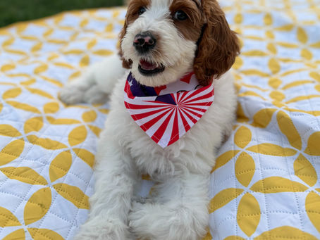 The Complete Goldendoodle Buyer's Guide (2026): 25 Things You Must Know Before Buying a Goldendoodle