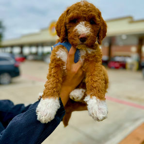Goldendoodle puppies for sale
Goldendoodles for sale near me
Mini Goldendoodles for sale
F1/F1B Goldendoodles for sale
Standard Goldendoodles for sale
Home-raised Goldendoodle puppies
Affordable Goldendoodle puppies
Goldendoodle puppies for sale in Houston
Goldendoodle puppies for sale in Austin
Mini Goldendoodles for sale in Austin Texas
Mini Goldendoodles for sale in Houston Texas
Goldendoodle puppies for sale near me
Goldendoodle puppies for sale in Texas
Goldendoodle puppies for sale in Houston Texas
Goldendoodle puppies for sale in Austin Texas
F1bb Goldendoodles for sale in Houston
F1b Goldendoodles for sale in Austni
F1bb Goldendoodles for sale in Austin Texas
F1b Goldendoodles for sale in Houston