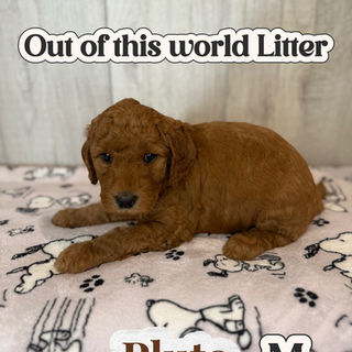 Goldendoodles for sale, Goldendoodle puppies for sale in Austin Texas, Goldendoodle puppies for sale in Dallas Texas,
Goldendoodle puppies for sale in Houston Texas, F1b goldendoodle puppies for sale in Houston Texas, F1bb Goldendoodle puppies for sale in Houston Texas, Mini Goldendooodles for sale in Houston Texas, Mini Goldendoodles for sale in Austin Texas, Mini Goldendoodles for sale in Dallas Texas, F1bb Goldendoodles for sale in Dallas, F1bb Goldendoodles for sale in Austin Texas, Red Goldendoodles for sale in Houston, Red Goldendoodles for sale in Dallas, Red Goldendoodles for sale in Austin Texas, Brown Goldendoodles for sale in Austin Texas, Brown Goldendoodle puppies for sale in Dallas, Brown Goldendoodles for sale in Houston Texas, Red poodles for sale in Dallas Texas, Red Poodles for sale near me, Red poodles for sale in Houston Texas, Red poodles for sale in Houston Texas, Golden retriever for sale near me, Poodle mixes for sale near me, Small Goldendoodles for sale near me, Goldendoodle puppies for adoption near me, Goldendoodles for adoption in Houston Texas, puppies for sale near me, Hypoallergenic puppies for sale in Houston, Hypoallergenic puppies for sale in Austin Texas, Non shedding puppies for sale in Austin Texas, Non shedding puppies for sale in Houston Texas, Golden doodles for sale near me, Golden doodles for sale in Houston Texas, Goldendoodle pups near me, Goldendoodle breeders in Texas, Best Goldendoodle breeder in Texas, Goldendoodles for sale in Louisiana, Tuxedo Goldendoodles for sale, Parti Goldendoodles for sale, Goldendoodles for sale in Texas, Red Goldendoodles for sale in Texas, Green eye Goldendoodle puppies for sale in Texas, Good Goldendoodle breeders near me, Goldendoodle groomers near me, Best Goldendoodle groomer in Houston, Best poodle groomer in Houston Texas, Groomers in Houston, Best Houston groomers, Goldendoodle daycares near me, , Best Goldendoodle breeders, F1b or F1bb Goldendoodle, Red Goldendoodle puppies, brown Goldendoodle puppies,