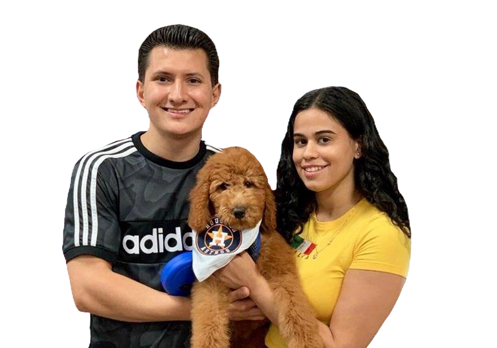 Looking for Goldendoodles for sale in Houston?