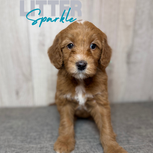 Goldendoodles for sale, Goldendoodle puppies for sale in Austin Texas, Goldendoodle puppies for sale in Dallas Texas,
Goldendoodle puppies for sale in Houston Texas, F1b goldendoodle puppies for sale in Houston Texas, F1bb Goldendoodle puppies for sale in Houston Texas, Mini Goldendooodles for sale in Houston Texas, Mini Goldendoodles for sale in Austin Texas, Mini Goldendoodles for sale in Dallas Texas, F1bb Goldendoodles for sale in Dallas, F1bb Goldendoodles for sale in Austin Texas, Red Goldendoodles for sale in Houston, Red Goldendoodles for sale in Dallas, Red Goldendoodles for sale in Austin Texas, Brown Goldendoodles for sale in Austin Texas, Brown Goldendoodle puppies for sale in Dallas, Brown Goldendoodles for sale in Houston Texas, Red poodles for sale in Dallas Texas, Red Poodles for sale near me, Red poodles for sale in Houston Texas, Red poodles for sale in Houston Texas, Golden retriever for sale near me, Poodle mixes for sale near me, Small Goldendoodles for sale near me, Goldendoodle puppies for adoption near me, Goldendoodles for adoption in Houston Texas, puppies for sale near me, Hypoallergenic puppies for sale in Houston, Hypoallergenic puppies for sale in Austin Texas, Non shedding puppies for sale in Austin Texas, Non shedding puppies for sale in Houston Texas, Golden doodles for sale near me, Golden doodles for sale in Houston Texas, Goldendoodle pups near me, Goldendoodle breeders in Texas, Best Goldendoodle breeder in Texas, Goldendoodles for sale in Louisiana, Tuxedo Goldendoodles for sale, Parti Goldendoodles for sale, Goldendoodles for sale in Texas, Red Goldendoodles for sale in Texas, Green eye Goldendoodle puppies for sale in Texas, Good Goldendoodle breeders near me, Goldendoodle groomers near me, Best Goldendoodle groomer in Houston, Best poodle groomer in Houston Texas, Groomers in Houston, Best Houston groomers, Goldendoodle daycares near me, , Best Goldendoodle breeders, F1b or F1bb Goldendoodle, Red Goldendoodle puppies, brown Goldendoodle puppies, red puppies for sale, Goldendoodle groomers, Poodle groomers near me, puppies for sale near me, goldendoodles for sale near me in texas, goldendoodles for sale in north texas, Goldendoodles for sale in Louisiana, Medium Goldendoodles for sale in Houston, Medium Goldendoodles for sale in el paso, Medium Goldendoodles for sale in Austin Texas, Medium Goldendoodles for sale in Texas, Medium Goldendoodles for sale in Nebraska, Medium Goldendoodles for sale in Nashville, Medium Goldendoodles for sale in west Texas, Goldendoodles for sale in Pearland, Goldendoodles for sale in Katy texas, Goldendoodles for sale in Texas