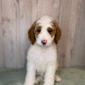 Goldendoodles for sale, Goldendoodle puppies for sale in Austin Texas, Goldendoodle puppies for sale in Dallas Texas,
Goldendoodle puppies for sale in Houston Texas, F1b goldendoodle puppies for sale in Houston Texas, F1bb Goldendoodle puppies for sale in Houston Texas, Mini Goldendooodles for sale in Houston Texas, Mini Goldendoodles for sale in Austin Texas, Mini Goldendoodles for sale in Dallas Texas, F1bb Goldendoodles for sale in Dallas, F1bb Goldendoodles for sale in Austin Texas, Red Goldendoodles for sale in Houston, Red Goldendoodles for sale in Dallas, Red Goldendoodles for sale in Austin Texas, Brown Goldendoodles for sale in Austin Texas, Brown Goldendoodle puppies for sale in Dallas, Brown Goldendoodles for sale in Houston Texas, Red poodles for sale in Dallas Texas, Red Poodles for sale near me, Red poodles for sale in Houston Texas, Red poodles for sale in Houston Texas, Golden retriever for sale near me, Poodle mixes for sale near me, Small Goldendoodles for sale near me, Goldendoodle puppies for adoption near me, Goldendoodles for adoption in Houston Texas, puppies for sale near me, Hypoallergenic puppies for sale in Houston, Hypoallergenic puppies for sale in Austin Texas, Non shedding puppies for sale in Austin Texas, Non shedding puppies for sale in Houston Texas, Golden doodles for sale near me, Golden doodles for sale in Houston Texas, Goldendoodle pups near me, Goldendoodle breeders in Texas, Best Goldendoodle breeder in Texas, Goldendoodles for sale in Louisiana, Tuxedo Goldendoodles for sale, Parti Goldendoodles for sale, Goldendoodles for sale in Texas, Red Goldendoodles for sale in Texas, Green eye Goldendoodle puppies for sale in Texas, Good Goldendoodle breeders near me, Goldendoodle groomers near me, Best Goldendoodle groomer in Houston, Best poodle groomer in Houston Texas, Groomers in Houston, Best Houston groomers, Goldendoodle daycares near me, , Best Goldendoodle breeders, F1b or F1bb Goldendoodle, Red Goldendoodle puppies, brown Goldendoodle puppies, red puppies for sale, Goldendoodle groomers, Poodle groomers near me, puppies for sale near me, goldendoodles for sale near me in texas, goldendoodles for sale in north texas, Goldendoodles for sale in Louisiana, Medium Goldendoodles for sale in Houston, Medium Goldendoodles for sale in el paso, Medium Goldendoodles for sale in Austin Texas, Medium Goldendoodles for sale in Texas, Medium Goldendoodles for sale in Nebraska, Medium Goldendoodles for sale in Nashville, Medium Goldendoodles for sale in west Texas