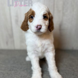 Goldendoodles for sale, Goldendoodle puppies for sale in Austin Texas, Goldendoodle puppies for sale in Dallas Texas,
Goldendoodle puppies for sale in Houston Texas, F1b goldendoodle puppies for sale in Houston Texas, F1bb Goldendoodle puppies for sale in Houston Texas, Mini Goldendooodles for sale in Houston Texas, Mini Goldendoodles for sale in Austin Texas, Mini Goldendoodles for sale in Dallas Texas, F1bb Goldendoodles for sale in Dallas, F1bb Goldendoodles for sale in Austin Texas, Red Goldendoodles for sale in Houston, Red Goldendoodles for sale in Dallas, Red Goldendoodles for sale in Austin Texas, Brown Goldendoodles for sale in Austin Texas, Brown Goldendoodle puppies for sale in Dallas, Brown Goldendoodles for sale in Houston Texas, Red poodles for sale in Dallas Texas, Red Poodles for sale near me, Red poodles for sale in Houston Texas, Red poodles for sale in Houston Texas, Golden retriever for sale near me, Poodle mixes for sale near me, Small Goldendoodles for sale near me, Goldendoodle puppies for adoption near me, Goldendoodles for adoption in Houston Texas, puppies for sale near me, Hypoallergenic puppies for sale in Houston, Hypoallergenic puppies for sale in Austin Texas, Non shedding puppies for sale in Austin Texas, Non shedding puppies for sale in Houston Texas, Golden doodles for sale near me, Golden doodles for sale in Houston Texas, Goldendoodle pups near me, Goldendoodle breeders in Texas, Best Goldendoodle breeder in Texas, Goldendoodles for sale in Louisiana, Tuxedo Goldendoodles for sale, Parti Goldendoodles for sale, Goldendoodles for sale in Texas, Red Goldendoodles for sale in Texas, Green eye Goldendoodle puppies for sale in Texas, Good Goldendoodle breeders near me, Goldendoodle groomers near me, Best Goldendoodle groomer in Houston, Best poodle groomer in Houston Texas, Groomers in Houston, Best Houston groomers, Goldendoodle daycares near me, , Best Goldendoodle breeders, F1b or F1bb Goldendoodle, Red Goldendoodle puppies, brown Goldendoodle puppies, red puppies for sale, Goldendoodle groomers, Poodle groomers near me, puppies for sale near me, goldendoodles for sale near me in texas, goldendoodles for sale in north texas, Goldendoodles for sale in Louisiana, Medium Goldendoodles for sale in Houston, Medium Goldendoodles for sale in el paso, Medium Goldendoodles for sale in Austin Texas, Medium Goldendoodles for sale in Texas, Medium Goldendoodles for sale in Nebraska, Medium Goldendoodles for sale in Nashville, Medium Goldendoodles for sale in west Texas, Goldendoodles for sale in Pearland, Goldendoodles for sale in Katy texas, Goldendoodles for sale in Texas