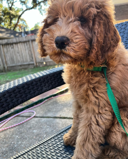 F1b Goldendoodle puppies for sale in Houston, Texas
Goldendoodle puppies for sale in Austin Texas 
Goldendoodle puppies for sale in Baton Rouge 
Goldendoodle puppies for sale in Katy, Texas 
Goldendoodle puppies for sale in the woodlands 
Goldendoodle puppies for sale in Dallas 
Goldendoodle puppies for sale in Fort Worth, Goldendoodles for sale, Goldendoodle puppies for sale in Austin Texas, Goldendoodle puppies for sale in Dallas Texas,
Goldendoodle puppies for sale in Houston Texas, F1b goldendoodle puppies for sale in Houston Texas, F1bb Goldendoodle puppies for sale in Houston Texas, Mini Goldendooodles for sale in Houston Texas, Mini Goldendoodles for sale in Austin Texas, Mini Goldendoodles for sale in Dallas Texas, F1bb Goldendoodles for sale in Dallas, F1bb Goldendoodles for sale in Austin Texas, Red Goldendoodles for sale in Houston, Red Goldendoodles for sale in Dallas, Red Goldendoodles for sale in Austin Texas, Brown Goldendoodles for sale in Austin Texas, Brown Goldendoodle puppies for sale in Dallas, Brown Goldendoodles for sale in Houston Texas, Red poodles for sale in Dallas Texas, Red Poodles for sale near me, Red poodles for sale in Houston Texas, Red poodles for sale in Houston Texas, Golden retriever for sale near me, Poodle mixes for sale near me, Small Goldendoodles for sale near me, Goldendoodle puppies for adoption near me, Goldendoodles for adoption in Houston Texas, puppies for sale near me, Hypoallergenic puppies for sale in Houston, Hypoallergenic puppies for sale in Austin Texas, Non shedding puppies for sale in Austin Texas, Non shedding puppies for sale in Houston Texas, Golden doodles for sale near me, Golden doodles for sale in Houston Texas, Goldendoodle pups near me, Goldendoodle breeders in Texas, Best Goldendoodle breeder in Texas, Goldendoodles for sale in Louisiana, Tuxedo Goldendoodles for sale, Parti Goldendoodles for sale, Goldendoodles for sale in Texas, Red Goldendoodles for sale in Texas, Green eye Goldendoodle puppies for sale in Texas, Good Goldendoodle breeders near me, Goldendoodle groomers near me, Best Goldendoodle groomer in Houston, Best poodle groomer in Houston Texas, Groomers in Houston, Best Houston groomers, Goldendoodle daycares near me, , Best Goldendoodle breeders, F1b or F1bb Goldendoodle, Red Goldendoodle puppies, brown Goldendoodle puppies, Goldendoodles for sale, Goldendoodle puppies for sale in Austin Texas, Goldendoodle puppies for sale in Dallas Texas,
Goldendoodle puppies for sale in Houston Texas, F1b goldendoodle puppies for sale in Houston Texas, F1bb Goldendoodle puppies for sale in Houston Texas, Mini Goldendooodles for sale in Houston Texas, Mini Goldendoodles for sale in Austin Texas, Mini Goldendoodles for sale in Dallas Texas, F1bb Goldendoodles for sale in Dallas, F1bb Goldendoodles for sale in Austin Texas, Red Goldendoodles for sale in Houston, Red Goldendoodles for sale in Dallas, Red Goldendoodles for sale in Austin Texas, Brown Goldendoodles for sale in Austin Texas, Brown Goldendoodle puppies for sale in Dallas, Brown Goldendoodles for sale in Houston Texas, Red poodles for sale in Dallas Texas, Red Poodles for sale near me, Red poodles for sale in Houston Texas, Red poodles for sale in Houston Texas, Golden retriever for sale near me, Poodle mixes for sale near me, Small Goldendoodles for sale near me, Goldendoodle puppies for adoption near me, Goldendoodles for adoption in Houston Texas, puppies for sale near me, Hypoallergenic puppies for sale in Houston, Hypoallergenic puppies for sale in Austin Texas, Non shedding puppies for sale in Austin Texas, Non shedding puppies for sale in Houston Texas, Golden doodles for sale near me, Golden doodles for sale in Houston Texas, Goldendoodle pups near me, Goldendoodle breeders in Texas, Best Goldendoodle breeder in Texas, Goldendoodles for sale in Louisiana, Tuxedo Goldendoodles for sale, Parti Goldendoodles for sale, Goldendoodles for sale in Texas, Red Goldendoodles for sale in Texas, Green eye Goldendoodle puppies for sale in Texas, Good Goldendoodle breeders near me, Goldendoodle groomers near me, Best Goldendoodle groomer in Houston, Best poodle groomer in Houston Texas, Groomers in Houston, Best Houston groomers, Goldendoodle daycares near me, 