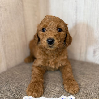 Goldendoodles for sale, Goldendoodle puppies for sale in Austin Texas, Goldendoodle puppies for sale in Dallas Texas,
Goldendoodle puppies for sale in Houston Texas, F1b goldendoodle puppies for sale in Houston Texas, F1bb Goldendoodle puppies for sale in Houston Texas, Mini Goldendooodles for sale in Houston Texas, Mini Goldendoodles for sale in Austin Texas, Mini Goldendoodles for sale in Dallas Texas, F1bb Goldendoodles for sale in Dallas, F1bb Goldendoodles for sale in Austin Texas, Red Goldendoodles for sale in Houston, Red Goldendoodles for sale in Dallas, Red Goldendoodles for sale in Austin Texas, Brown Goldendoodles for sale in Austin Texas, Brown Goldendoodle puppies for sale in Dallas, Brown Goldendoodles for sale in Houston Texas, Red poodles for sale in Dallas Texas, Red Poodles for sale near me, Red poodles for sale in Houston Texas, Red poodles for sale in Houston Texas, Golden retriever for sale near me, Poodle mixes for sale near me, Small Goldendoodles for sale near me, Goldendoodle puppies for adoption near me, Goldendoodles for adoption in Houston Texas, puppies for sale near me, Hypoallergenic puppies for sale in Houston, Hypoallergenic puppies for sale in Austin Texas, Non shedding puppies for sale in Austin Texas, Non shedding puppies for sale in Houston Texas, Golden doodles for sale near me, Golden doodles for sale in Houston Texas, Goldendoodle pups near me, Goldendoodle breeders in Texas, Best Goldendoodle breeder in Texas, Goldendoodles for sale in Louisiana, Tuxedo Goldendoodles for sale, Parti Goldendoodles for sale, Goldendoodles for sale in Texas, Red Goldendoodles for sale in Texas, Green eye Goldendoodle puppies for sale in Texas, Good Goldendoodle breeders near me, Goldendoodle groomers near me, Best Goldendoodle groomer in Houston, Best poodle groomer in Houston Texas, Groomers in Houston, Best Houston groomers, Goldendoodle daycares near me, , Best Goldendoodle breeders, F1b or F1bb Goldendoodle, Red Goldendoodle puppies, brown Goldendoodle puppies,