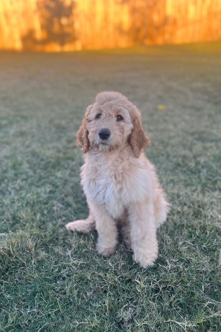 F1b Goldendoodle puppies for sale in Houston, Texas
Goldendoodle puppies for sale in Austin Texas 
F1b Goldendoodle puppies for sale 
F1b Goldendooodle puppies for sale in Austin Texas 
Goldendoodle puppies for sale in Baton Rouge 
Goldendoodle puppies for sale in Katy, Texas 
Goldendoodle puppies for sale in the woodlands 
Goldendoodle puppies for sale in Dallas 
Goldendoodle puppies for sale in Fort Worth, Goldendoodles for sale, Goldendoodle puppies for sale in Austin Texas, Goldendoodle puppies for sale in Dallas Texas,
Goldendoodle puppies for sale in Houston Texas, F1b goldendoodle puppies for sale in Houston Texas, F1bb Goldendoodle puppies for sale in Houston Texas, Mini Goldendooodles for sale in Houston Texas, Mini Goldendoodles for sale in Austin Texas, Mini Goldendoodles for sale in Dallas Texas, F1bb Goldendoodles for sale in Dallas, F1bb Goldendoodles for sale in Austin Texas, Red Goldendoodles for sale in Houston, Red Goldendoodles for sale in Dallas, Red Goldendoodles for sale in Austin Texas, Brown Goldendoodles for sale in Austin Texas, Brown Goldendoodle puppies for sale in Dallas, Brown Goldendoodles for sale in Houston Texas, Red poodles for sale in Dallas Texas, Red Poodles for sale near me, Red poodles for sale in Houston Texas, Red poodles for sale in Houston Texas, Golden retriever for sale near me, Poodle mixes for sale near me, Small Goldendoodles for sale near me, Goldendoodle puppies for adoption near me, Goldendoodles for adoption in Houston Texas, puppies for sale near me, Hypoallergenic puppies for sale in Houston, Hypoallergenic puppies for sale in Austin Texas, Non shedding puppies for sale in Austin Texas, Non shedding puppies for sale in Houston Texas, Golden doodles for sale near me, Golden doodles for sale in Houston Texas, Goldendoodle pups near me, Goldendoodle breeders in Texas, Best Goldendoodle breeder in Texas, Goldendoodles for sale in Louisiana, Tuxedo Goldendoodles for sale, Parti Goldendoodles for sale, Goldendoodles for sale in Texas, Red Goldendoodles for sale in Texas, Green eye Goldendoodle puppies for sale in Texas, Good Goldendoodle breeders near me, Goldendoodle groomers near me, Best Goldendoodle groomer in Houston, Best poodle groomer in Houston Texas, Groomers in Houston, Best Houston groomers, Goldendoodle daycares near me, , Best Goldendoodle breeders, F1b or F1bb Goldendoodle, Red Goldendoodle puppies, brown Goldendoodle puppies, Goldendoodles for sale, Goldendoodle puppies for sale in Austin Texas, Goldendoodle puppies for sale in Dallas Texas,
Goldendoodle puppies for sale in Houston Texas, F1b goldendoodle puppies for sale in Houston Texas, F1bb Goldendoodle puppies for sale in Houston Texas, Mini Goldendooodles for sale in Houston Texas, Mini Goldendoodles for sale in Austin Texas, Mini Goldendoodles for sale in Dallas Texas, F1bb Goldendoodles for sale in Dallas, F1bb Goldendoodles for sale in Austin Texas, Red Goldendoodles for sale in Houston, Red Goldendoodles for sale in Dallas, Red Goldendoodles for sale in Austin Texas, Brown Goldendoodles for sale in Austin Texas, Brown Goldendoodle puppies for sale in Dallas, Brown Goldendoodles for sale in Houston Texas, Red poodles for sale in Dallas Texas, Red Poodles for sale near me, Red poodles for sale in Houston Texas, Red poodles for sale in Houston Texas, Golden retriever for sale near me, Poodle mixes for sale near me, Small Goldendoodles for sale near me, Goldendoodle puppies for adoption near me, Goldendoodles for adoption in Houston Texas, puppies for sale near me, Hypoallergenic puppies for sale in Houston, Hypoallergenic puppies for sale in Austin Texas, Non shedding puppies for sale in Austin Texas, Non shedding puppies for sale in Houston Texas, Golden doodles for sale near me, Golden doodles for sale in Houston Texas, Goldendoodle pups near me, Goldendoodle breeders in Texas, Best Goldendoodle breeder in Texas, Goldendoodles for sale in Louisiana, Tuxedo Goldendoodles for sale, Parti Goldendoodles for sale, Goldendoodles for sale in Texas, Red Goldendoodles for sale in Texas, Green eye Goldendoodle puppies for sale in Texas, Good Goldendoodle breeders near me, Goldendoodle groomers near me, Best Goldendoodle groomer in Houston, Best poodle groomer in Houston Texas, Groomers in Houston, Best Houston groomers, Goldendoodle daycares near me, 