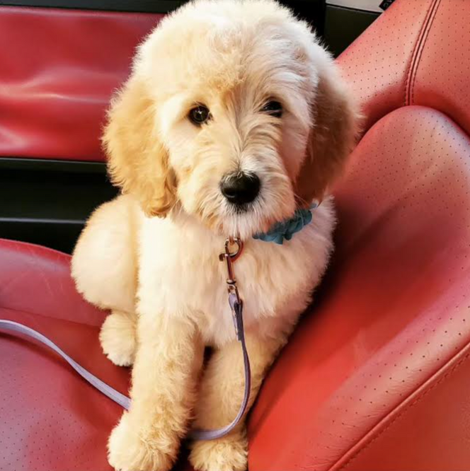 F1b Goldendoodles for sale in Austin Texas. F1b
Goldendoodles for sale in Houston Texas
Goldendoodle puppies for sale in Baton Rouge
Goldendoodle puppies for sale in Katy, Texas
Goldendoodle puppies for sale in the woodlands
Goldendoodle puppies for sale in Dallas
Goldendoodle puppies for sale in Fort Worth, Goldendoodles for sale, Goldendoodle puppies for sale in Austin Texas, Goldendoodle puppies for sale in Dallas Texas,
Goldendoodle puppies for sale in Houston Texas, F1b goldendoodle puppies for sale in Houston Texas, F1bb Goldendoodle puppies for sale in Houston Texas, Mini Goldendooodles for sale in Houston Texas, Mini Goldendoodles for sale in Austin Texas, Mini Goldendoodles for sale in Dallas Texas, F1bb Goldendoodles for sale in Dallas, F1bb Goldendoodles for sale in Austin Texas, Red Goldendoodles for sale in Houston, Red Goldendoodles for sale in Dallas, Red Goldendoodles for sale in Austin Texas, Brown Goldendoodles for sale in Austin Texas, Brown Goldendoodle puppies for sale in Dallas, Brown Goldendoodles for sale in Houston Texas, Red poodles for sale in Dallas Texas, Red Poodles for sale near me, Red poodles for sale in Houston Texas, Red poodles for sale in Houston Texas, Golden retriever for sale near me, Poodle mixes for sale near me, Small Goldendoodles for sale near me, Goldendoodle puppies for adoption near me, Goldendoodles for adoption in Houston Texas, puppies for sale near me, Hypoallergenic puppies for sale in Houston, Hypoallergenic puppies for sale in Austin Texas, Non shedding puppies for sale in Austin Texas, Non shedding puppies for sale in Houston Texas, Golden doodles for sale near me, Golden doodles for sale in Houston Texas, Goldendoodle pups near me, Goldendoodle breeders in Texas, Best Goldendoodle breeder in Texas, Goldendoodles for sale in Louisiana, Tuxedo Goldendoodles for sale, Parti Goldendoodles for sale, Goldendoodles for sale in Texas, Red Goldendoodles for sale in Texas, Green eye Goldendoodle puppies for sale in Texas, Good Goldendoodle breeders near me, Goldendoodle groomers near me, Best Goldendoodle groomer in Houston, Best poodle groomer in Houston Texas, Groomers in Houston, Best Houston groomers, Goldendoodle daycares near me, , Best Goldendoodle breeders, F1b or F1bb Goldendoodle, Red Goldendoodle puppies, brown Goldendoodle puppies, Goldendoodles for sale, Goldendoodle puppies for sale in Austin Texas, Goldendoodle puppies for sale in Dallas Texas,
Goldendoodle puppies for sale in Houston Texas, F1b goldendoodle puppies for sale in Houston Texas, F1bb Goldendoodle puppies for sale in Houston Texas, Mini Goldendooodles for sale in Houston Texas, Mini Goldendoodles for sale in Austin Texas, Mini Goldendoodles for sale in Dallas Texas, F1bb Goldendoodles for sale in Dallas, F1bb Goldendoodles for sale in Austin Texas, Red Goldendoodles for sale in Houston, Red Goldendoodles for sale in Dallas, Red Goldendoodles for sale in Austin Texas, Brown Goldendoodles for sale in Austin Texas, Brown Goldendoodle puppies for sale in Dallas, Brown Goldendoodles for sale in Houston Texas, Red poodles for sale in Dallas Texas, Red Poodles for sale near me, Red poodles for sale in Houston Texas, Red poodles for sale in Houston Texas, Golden retriever for sale near me, Poodle mixes for sale near me, Small Goldendoodles for sale near me, Goldendoodle puppies for adoption near me, Goldendoodles for adoption in Houston Texas, puppies for sale near me, Hypoallergenic puppies for sale in Houston, Hypoallergenic puppies for sale in Austin Texas, Non shedding puppies for sale in Austin Texas, Non shedding puppies for sale in Houston Texas, Golden doodles for sale near me, Golden doodles for sale in Houston Texas, Goldendoodle pups near me, Goldendoodle breeders in Texas, Best Goldendoodle breeder in Texas, Goldendoodles for sale in Louisiana, Tuxedo Goldendoodles for sale, Parti Goldendoodles for sale, Goldendoodles for sale in Texas, Red Goldendoodles for sale in Texas, Green eye Goldendoodle puppies for sale in Texas, Good Goldendoodle breeders near me, Goldendoodle groomers near me, Best Goldendoodle groomer in Houston, Best poodle groomer in Houston Texas, Groomers in Houston, Best Houston groomers, Goldendoodle daycares near me,