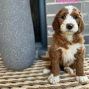 Goldendoodle Puppies
