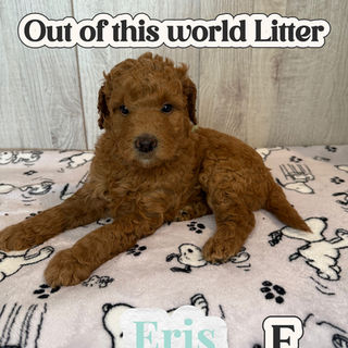 Goldendoodles for sale, Goldendoodle puppies for sale in Austin Texas, Goldendoodle puppies for sale in Dallas Texas,
Goldendoodle puppies for sale in Houston Texas, F1b goldendoodle puppies for sale in Houston Texas, F1bb Goldendoodle puppies for sale in Houston Texas, Mini Goldendooodles for sale in Houston Texas, Mini Goldendoodles for sale in Austin Texas, Mini Goldendoodles for sale in Dallas Texas, F1bb Goldendoodles for sale in Dallas, F1bb Goldendoodles for sale in Austin Texas, Red Goldendoodles for sale in Houston, Red Goldendoodles for sale in Dallas, Red Goldendoodles for sale in Austin Texas, Brown Goldendoodles for sale in Austin Texas, Brown Goldendoodle puppies for sale in Dallas, Brown Goldendoodles for sale in Houston Texas, Red poodles for sale in Dallas Texas, Red Poodles for sale near me, Red poodles for sale in Houston Texas, Red poodles for sale in Houston Texas, Golden retriever for sale near me, Poodle mixes for sale near me, Small Goldendoodles for sale near me, Goldendoodle puppies for adoption near me, Goldendoodles for adoption in Houston Texas, puppies for sale near me, Hypoallergenic puppies for sale in Houston, Hypoallergenic puppies for sale in Austin Texas, Non shedding puppies for sale in Austin Texas, Non shedding puppies for sale in Houston Texas, Golden doodles for sale near me, Golden doodles for sale in Houston Texas, Goldendoodle pups near me, Goldendoodle breeders in Texas, Best Goldendoodle breeder in Texas, Goldendoodles for sale in Louisiana, Tuxedo Goldendoodles for sale, Parti Goldendoodles for sale, Goldendoodles for sale in Texas, Red Goldendoodles for sale in Texas, Green eye Goldendoodle puppies for sale in Texas, Good Goldendoodle breeders near me, Goldendoodle groomers near me, Best Goldendoodle groomer in Houston, Best poodle groomer in Houston Texas, Groomers in Houston, Best Houston groomers, Goldendoodle daycares near me, , Best Goldendoodle breeders, F1b or F1bb Goldendoodle, Red Goldendoodle puppies, brown Goldendoodle puppies,