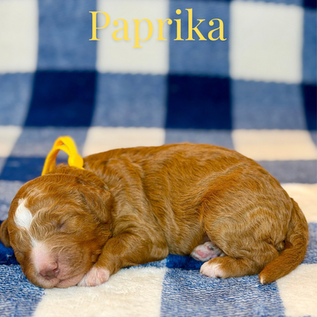 Petite Tuxedo Female Goldendoodle puppy