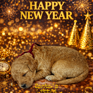 Goldendoodles for sale near me, Goldendoodles for sale near Texas, Goldendoodles for sale, Goldendoodles for sale in Houston Texas, Mini Goldendoodles for sale in Houston, Mini Goldendoodles for sale in Austin Texas, Mini Goldendoodles for sale in Dallas Texas, Mini F1b Goldendoodles for sale near me, Mini F1b Goldendoodles for sale in. Austin Texas, Standard Goldendoodles for sale in Houston, Standard Goldendoodles for sale in Austin Texas, Red Goldendoodles for sale near me, Parti Goldendoodles for sale near me, Parti Goldendoodles for sale in Texas, Tuxedo Goldendoodles for sale in Texas, Goldendoodles, brown goldendoodles for sale near me, Golden goldendoodles for sale near me, F1bb Goldendoodles for sale in Houston Texas, F1bb mini goldendoodles for sale in Houston Texas. Mini F1bb Goldendoodles for sale in Austin Texas, Cute Goldendoodle puppies for sale near me, Goldendoodle puppies for sale in Houston Texas, Mini Goldendoodle puppies for sale in Austin Texas, Goldendoodle for sale, Golden doodle for sale near me, Goldendoodles for sale near me, Goldendoodle puppies near me, Goldendoodle puppy near me, Goldendoodle red puppy for sale near me,Goldendoodles for sale in Houston Texas, Goldendoodles for sale in Austin Texas, Goldendoodle puppies for sale, Golden doodle puppies for sale near me, Doodle puppies for sale near me, Red Goldendoodles for sale near me, Red Goldendoodles for sale in Louisiana, F1b Goldendoodles for sale, F1bb goldendoodles for sale near me, Mini goldendoodles for sale near me, Medium goldendoodles for sale Houston Texas, Medium goldendoodles for sale in Katy texas, mini goldendoodles for sale in Texas, Medium goldendoodles for sale in Pearland, Mini goldendoodles for sale in Katy Texas, Mini Goldendoodles for sale in Pearland Texas, Goldendoodles for sale in Omaha Nebraska, Mini Goldendoodles for sale in Lincoln Nebraska