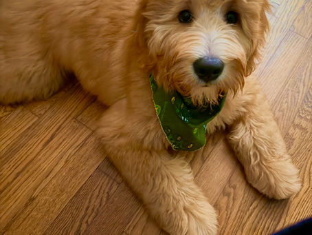 đŸ F1B vs F1BB Goldendoodles â Whatâs the Difference & Which Is Right for You?