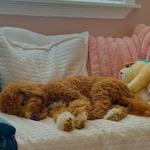 Goldendoodle puppies for sale
Goldendoodles for sale near me
Mini Goldendoodles for sale
F1/F1B Goldendoodles for sale
Standard Goldendoodles for sale
Home-raised Goldendoodle puppies
Affordable Goldendoodle puppies
Goldendoodle puppies for sale in Houston
Goldendoodle puppies for sale in Austin
Mini Goldendoodles for sale in Austin Texas
Mini Goldendoodles for sale in Houston Texas
Goldendoodle puppies for sale near me
Goldendoodle puppies for sale in Texas
Goldendoodle puppies for sale in Houston Texas
Goldendoodle puppies for sale in Austin Texas
F1bb Goldendoodles for sale in Houston
F1b Goldendoodles for sale in Austni
F1bb Goldendoodles for sale in Austin Texas
F1b Goldendoodles for sale in Houston