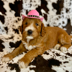 Goldendoodle Puppy.heic