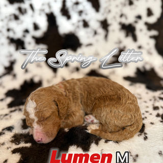 Goldendoodles for sale, Goldendoodle puppies for sale in Austin Texas, Goldendoodle puppies for sale in Dallas Texas,
Goldendoodle puppies for sale in Houston Texas, F1b goldendoodle puppies for sale in Houston Texas, F1bb Goldendoodle puppies for sale in Houston Texas, Mini Goldendooodles for sale in Houston Texas, Mini Goldendoodles for sale in Austin Texas, Mini Goldendoodles for sale in Dallas Texas, F1bb Goldendoodles for sale in Dallas, F1bb Goldendoodles for sale in Austin Texas, Red Goldendoodles for sale in Houston, Red Goldendoodles for sale in Dallas, Red Goldendoodles for sale in Austin Texas, Brown Goldendoodles for sale in Austin Texas, Brown Goldendoodle puppies for sale in Dallas, Brown Goldendoodles for sale in Houston Texas, Red poodles for sale in Dallas Texas, Red Poodles for sale near me, Red poodles for sale in Houston Texas, Red poodles for sale in Houston Texas, Golden retriever for sale near me, Poodle mixes for sale near me, Small Goldendoodles for sale near me, Goldendoodle puppies for adoption near me, Goldendoodles for adoption in Houston Texas, puppies for sale near me, Hypoallergenic puppies for sale in Houston, Hypoallergenic puppies for sale in Austin Texas, Non shedding puppies for sale in Austin Texas, Non shedding puppies for sale in Houston Texas, Golden doodles for sale near me, Golden doodles for sale in Houston Texas, Goldendoodle pups near me, Goldendoodle breeders in Texas, Best Goldendoodle breeder in Texas, Goldendoodles for sale in Louisiana, Tuxedo Goldendoodles for sale, Parti Goldendoodles for sale, Goldendoodles for sale in Texas, Red Goldendoodles for sale in Texas, Green eye Goldendoodle puppies for sale in Texas, Good Goldendoodle breeders near me, Goldendoodle groomers near me, Best Goldendoodle groomer in Houston, Best poodle groomer in Houston Texas, Groomers in Houston, Best Houston groomers, Goldendoodle daycares near me, , Best Goldendoodle breeders, F1b or F1bb Goldendoodle, Red Goldendoodle puppies, brown Goldendoodle puppies,